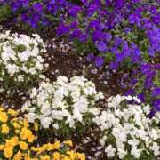 ヒメ日記 2026/04/08 16:59 投稿 まりあ セクシーキャット 神田店