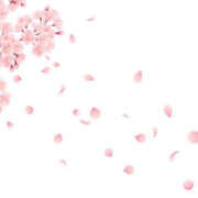 ヒメ日記 2026/04/11 15:59 投稿 まりあ セクシーキャット 神田店