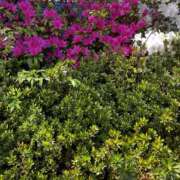 ヒメ日記 2026/04/15 16:59 投稿 まりあ セクシーキャット 神田店