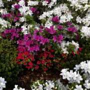 ヒメ日記 2026/04/18 16:59 投稿 まりあ セクシーキャット 神田店