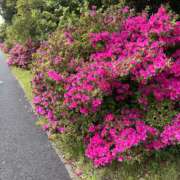 ヒメ日記 2026/04/20 15:59 投稿 まりあ セクシーキャット 神田店