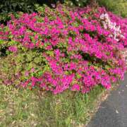 ヒメ日記 2026/04/22 15:29 投稿 まりあ セクシーキャット 神田店