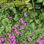 ヒメ日記 2026/04/29 15:59 投稿 まりあ セクシーキャット 神田店