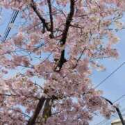 ヒメ日記 2026/03/20 11:22 投稿 千景 セクシーキャット 神田店