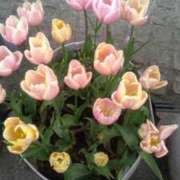 ヒメ日記 2025/03/26 14:20 投稿 紀香 セクシーキャット 神田店