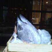 ヒメ日記 2025/04/05 14:16 投稿 紀香 セクシーキャット 神田店