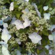 ヒメ日記 2025/05/14 14:19 投稿 紀香 セクシーキャット 神田店