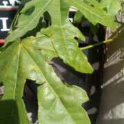 ヒメ日記 2025/06/07 14:31 投稿 紀香 セクシーキャット 神田店