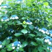 ヒメ日記 2025/06/11 14:21 投稿 紀香 セクシーキャット 神田店