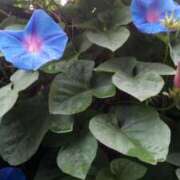 ヒメ日記 2025/06/20 15:38 投稿 紀香 セクシーキャット 神田店