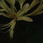 ヒメ日記 2025/09/27 14:43 投稿 紀香 セクシーキャット 神田店