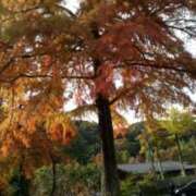 ヒメ日記 2025/11/05 14:24 投稿 紀香 セクシーキャット 神田店