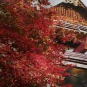 ヒメ日記 2025/11/21 15:22 投稿 紀香 セクシーキャット 神田店