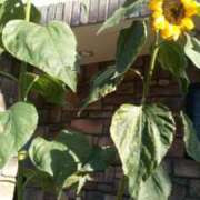 ヒメ日記 2026/01/09 15:35 投稿 紀香 セクシーキャット 神田店