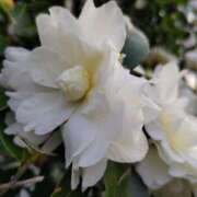 ヒメ日記 2024/12/15 15:15 投稿 蘭子 セクシーキャット 神田店