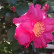 ヒメ日記 2024/12/22 14:58 投稿 蘭子 セクシーキャット 神田店