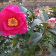 ヒメ日記 2025/01/05 14:59 投稿 蘭子 セクシーキャット 神田店