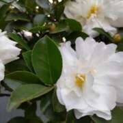 ヒメ日記 2025/01/06 15:00 投稿 蘭子 セクシーキャット 神田店