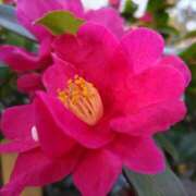 ヒメ日記 2025/01/07 15:09 投稿 蘭子 セクシーキャット 神田店