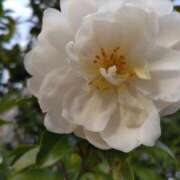 ヒメ日記 2025/01/12 15:14 投稿 蘭子 セクシーキャット 神田店