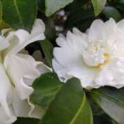 ヒメ日記 2025/01/13 15:15 投稿 蘭子 セクシーキャット 神田店