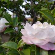 ヒメ日記 2025/01/14 15:01 投稿 蘭子 セクシーキャット 神田店