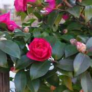 ヒメ日記 2025/01/21 15:04 投稿 蘭子 セクシーキャット 神田店