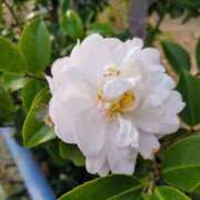 ヒメ日記 2025/01/24 15:19 投稿 蘭子 セクシーキャット 神田店