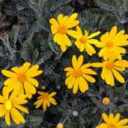 ヒメ日記 2025/01/28 15:06 投稿 蘭子 セクシーキャット 神田店