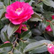 ヒメ日記 2025/02/07 15:03 投稿 蘭子 セクシーキャット 神田店