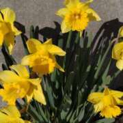 ヒメ日記 2025/02/14 15:04 投稿 蘭子 セクシーキャット 神田店