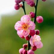 ヒメ日記 2025/02/25 15:07 投稿 蘭子 セクシーキャット 神田店