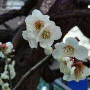 ヒメ日記 2025/03/04 15:06 投稿 蘭子 セクシーキャット 神田店