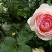 ヒメ日記 2025/03/10 15:01 投稿 蘭子 セクシーキャット 神田店