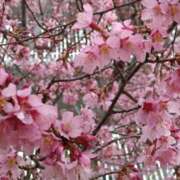 ヒメ日記 2025/03/11 15:03 投稿 蘭子 セクシーキャット 神田店