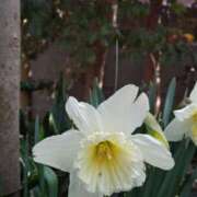 ヒメ日記 2025/03/16 15:05 投稿 蘭子 セクシーキャット 神田店