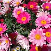 ヒメ日記 2025/03/18 15:14 投稿 蘭子 セクシーキャット 神田店