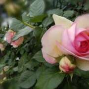 ヒメ日記 2025/03/23 14:55 投稿 蘭子 セクシーキャット 神田店