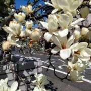 ヒメ日記 2025/03/24 15:03 投稿 蘭子 セクシーキャット 神田店