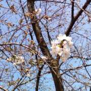 ヒメ日記 2025/03/25 15:03 投稿 蘭子 セクシーキャット 神田店