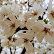 ヒメ日記 2025/04/01 15:01 投稿 蘭子 セクシーキャット 神田店