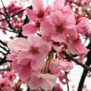 ヒメ日記 2025/04/07 14:58 投稿 蘭子 セクシーキャット 神田店