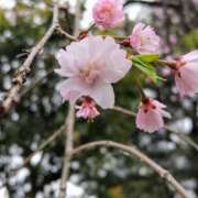 ヒメ日記 2025/04/08 15:07 投稿 蘭子 セクシーキャット 神田店