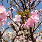 ヒメ日記 2025/04/11 15:00 投稿 蘭子 セクシーキャット 神田店