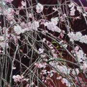 ヒメ日記 2025/04/13 15:20 投稿 蘭子 セクシーキャット 神田店