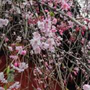 ヒメ日記 2025/04/14 15:04 投稿 蘭子 セクシーキャット 神田店