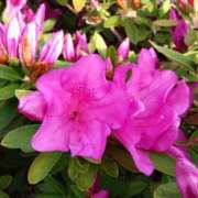 ヒメ日記 2025/04/21 15:02 投稿 蘭子 セクシーキャット 神田店