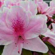 ヒメ日記 2025/04/22 15:05 投稿 蘭子 セクシーキャット 神田店