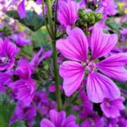 ヒメ日記 2025/04/28 15:05 投稿 蘭子 セクシーキャット 神田店