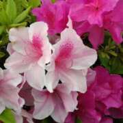 ヒメ日記 2025/04/29 15:01 投稿 蘭子 セクシーキャット 神田店